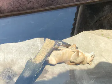 天王寺動物園に投稿された画像（2022/5/8）