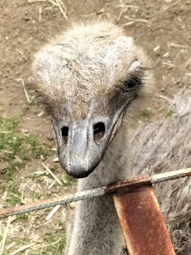 伊豆アニマルキングダムに投稿された画像（2022/5/8）