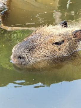 伊豆アニマルキングダムに投稿された画像（2022/5/8）