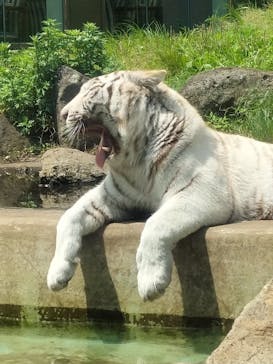 伊豆アニマルキングダムに投稿された画像（2022/5/8）