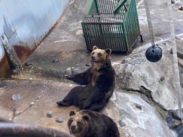 のぼりべつクマ牧場に投稿された画像（2022/5/8）