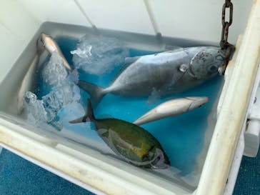釣り船 りき丸に投稿された画像（2022/5/8）