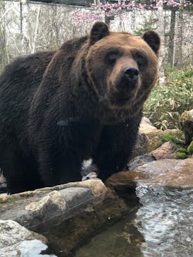 サホロリゾート　ベア･マウンテンに投稿された画像（2022/5/8）