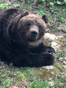 サホロリゾート　ベア･マウンテンに投稿された画像（2022/5/8）