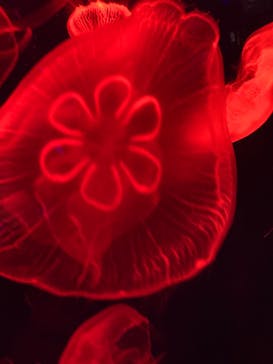 名古屋港水族館に投稿された画像（2022/5/8）