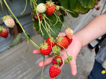 いちごはうす西脇に投稿された画像（2022/5/8）