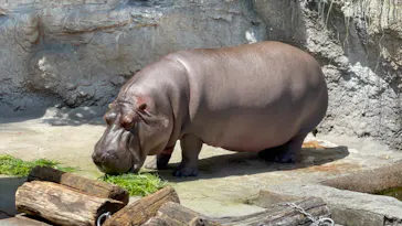 天王寺動物園に投稿された画像（2022/5/8）