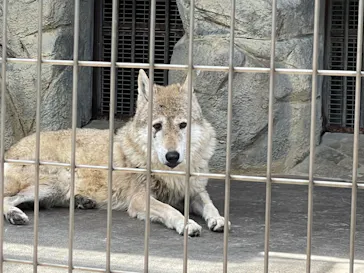 天王寺動物園に投稿された画像（2022/5/8）