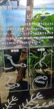 カワスイ 川崎⽔族館に投稿された画像（2022/5/8）