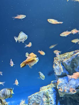 サンシャイン水族館に投稿された画像（2022/5/8）