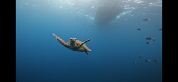 青の洞窟専門店　沖縄ダイビングショップ和に投稿された画像（2022/5/8）