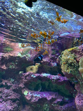 サンシャイン水族館に投稿された画像（2022/5/8）