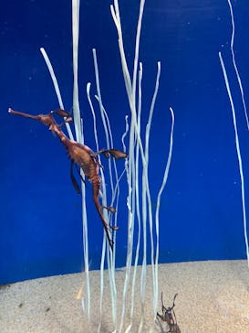 サンシャイン水族館に投稿された画像（2022/5/8）