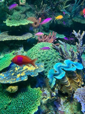 サンシャイン水族館に投稿された画像（2022/5/8）