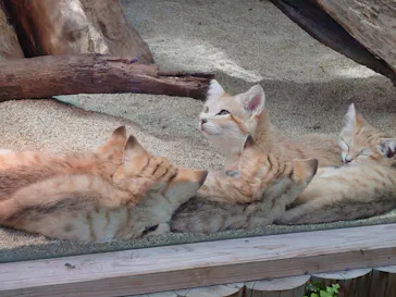 神戸どうぶつ王国に投稿された画像（2022/5/8）