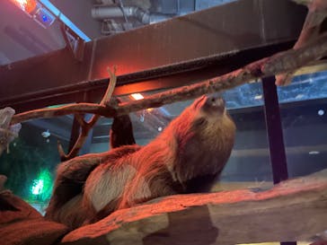 カワスイ 川崎⽔族館に投稿された画像（2022/5/8）