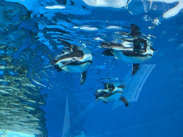 サンシャイン水族館に投稿された画像（2022/5/8）