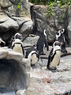サンシャイン水族館に投稿された画像（2022/5/8）