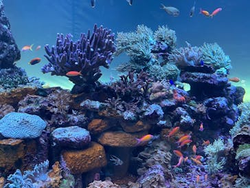 サンシャイン水族館に投稿された画像（2022/5/8）