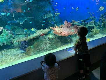 しながわ水族館に投稿された画像（2022/5/8）