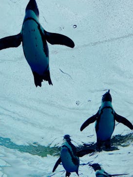サンシャイン水族館に投稿された画像（2022/5/8）