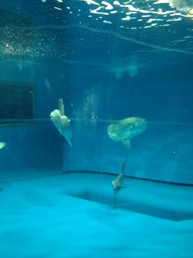 アクアワールド茨城県大洗水族館に投稿された画像（2022/5/8）