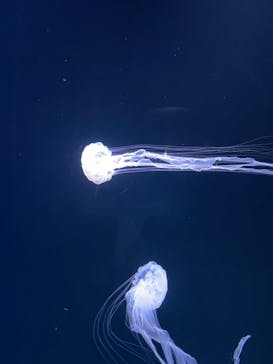 サンシャイン水族館に投稿された画像（2022/5/8）