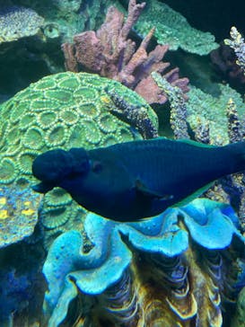 サンシャイン水族館に投稿された画像（2022/5/8）