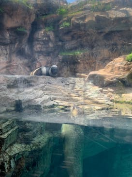 環境水族館アクアマリンふくしまに投稿された画像（2022/5/8）