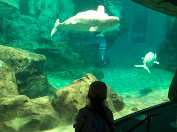 名古屋港水族館に投稿された画像（2022/5/8）