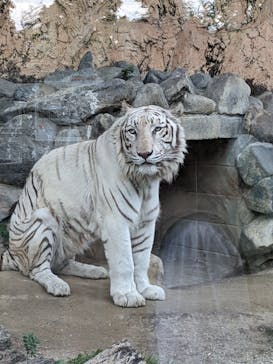 東武動物公園に投稿された画像（2022/5/8）