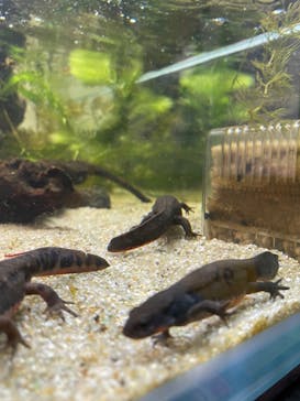 カワスイ 川崎⽔族館に投稿された画像（2022/5/8）