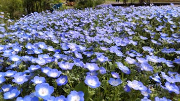 いばらきフラワーパークに投稿された画像（2022/5/8）