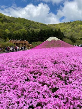 富士芝桜まつり(富士本栖湖リゾート)に投稿された画像（2022/5/8）