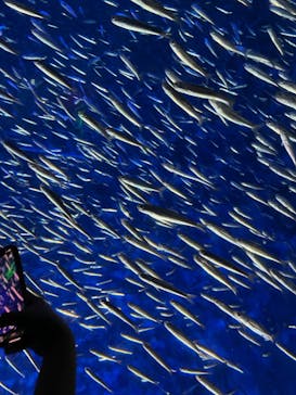 大分マリーンパレス水族館 「うみたまご」に投稿された画像（2022/5/8）