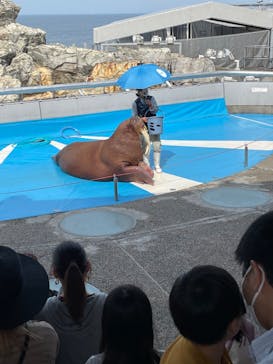 大分マリーンパレス水族館 「うみたまご」に投稿された画像（2022/5/8）