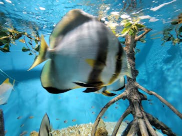 サンシャイン水族館に投稿された画像（2022/5/8）