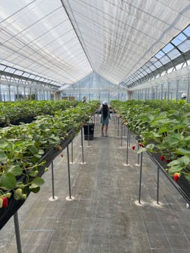 下笠いちご園に投稿された画像（2022/5/8）