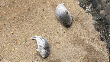 伊豆・三津シーパラダイスに投稿された画像（2022/5/8）