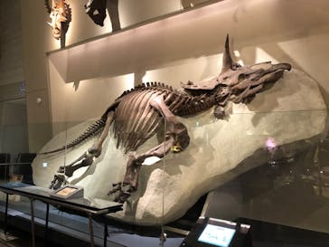 国立科学博物館に投稿された画像（2022/5/8）