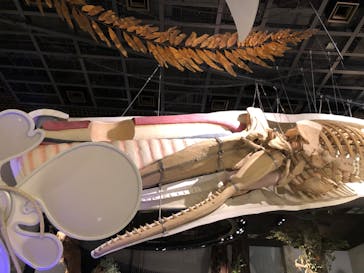 国立科学博物館に投稿された画像（2022/5/8）