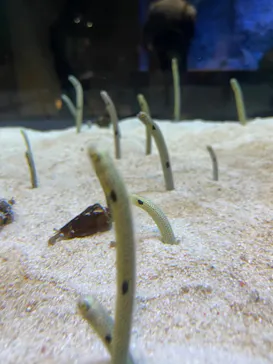 すみだ水族館に投稿された画像（2022/5/8）