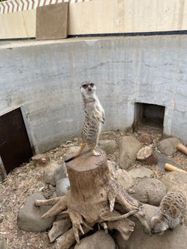 群馬サファリパークに投稿された画像（2022/5/8）