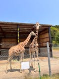 秋吉台自然動物公園 サファリランドに投稿された画像（2022/5/9）