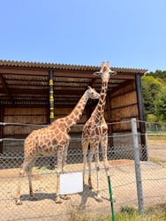 秋吉台自然動物公園 サファリランドに投稿された画像（2022/5/8）