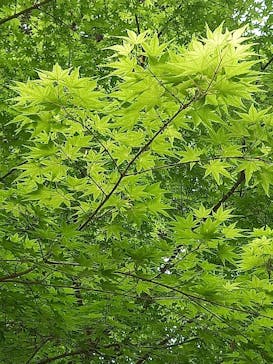 京阪電車に投稿された画像（2022/5/9）