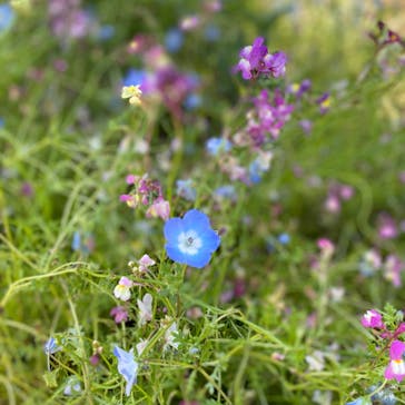 ACAO FORESTに投稿された画像（2022/5/9）