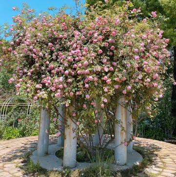 ACAO FORESTに投稿された画像（2022/5/9）