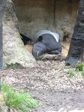 よこはま動物園ズーラシアに投稿された画像（2022/5/9）