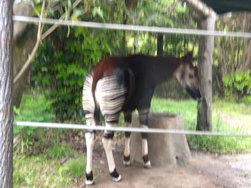 よこはま動物園ズーラシアに投稿された画像（2022/5/9）